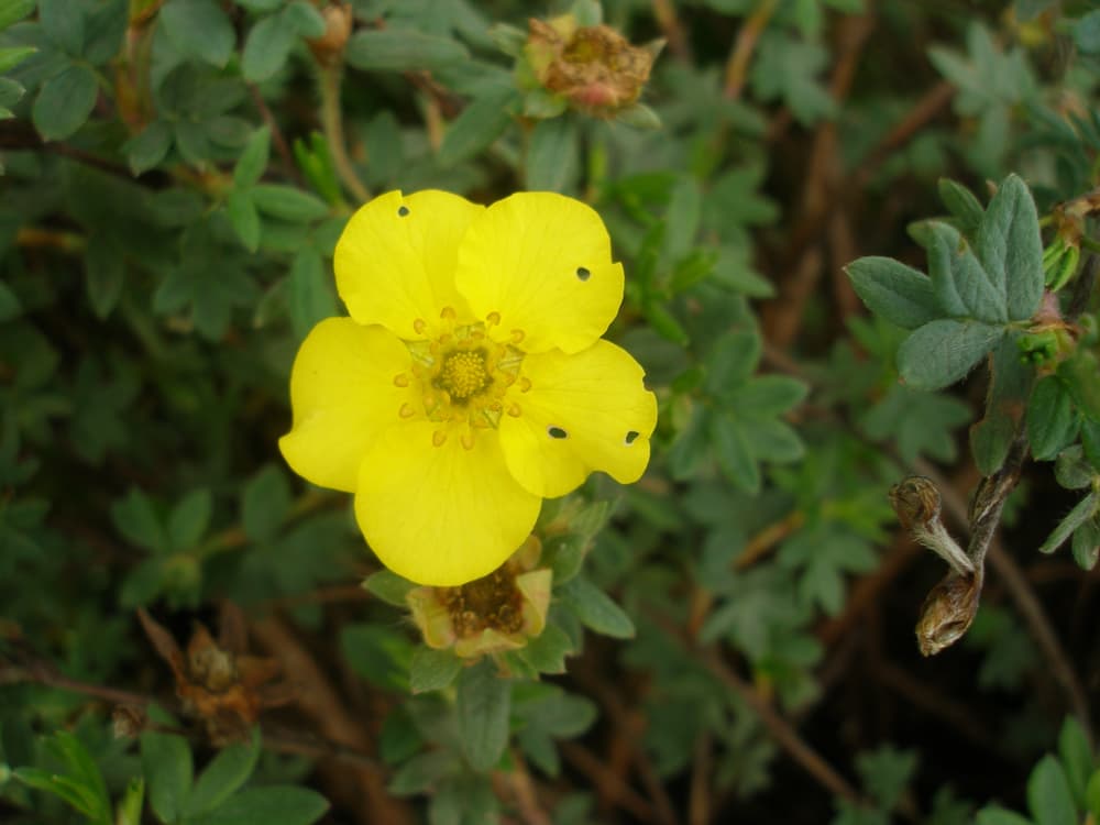 single five-petalled flower of Potentilla fruticosa 'Medicine Wheel Mountain'