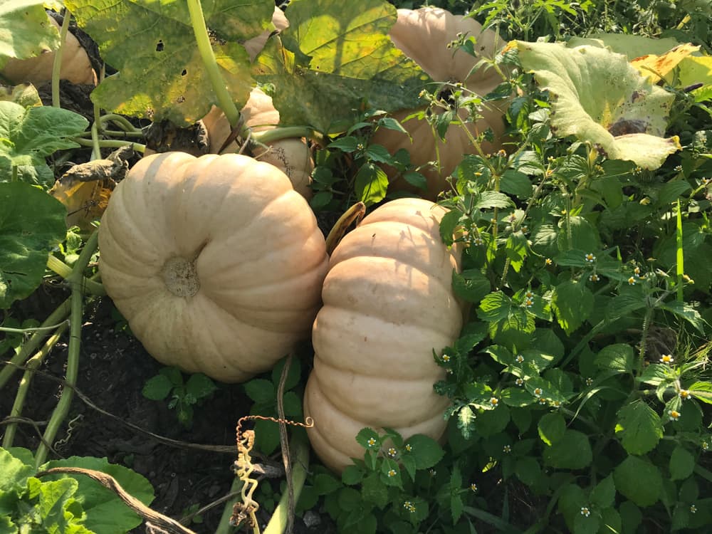 cream coloured fruits of long island cheese pumpkin plant growing in a vegetable bed