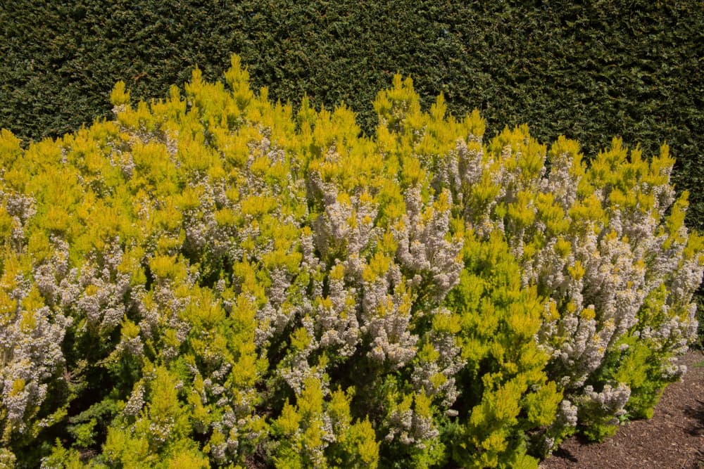 tall growing Erica arborea ‘Alpina’ in a rockery with green hedging in the background