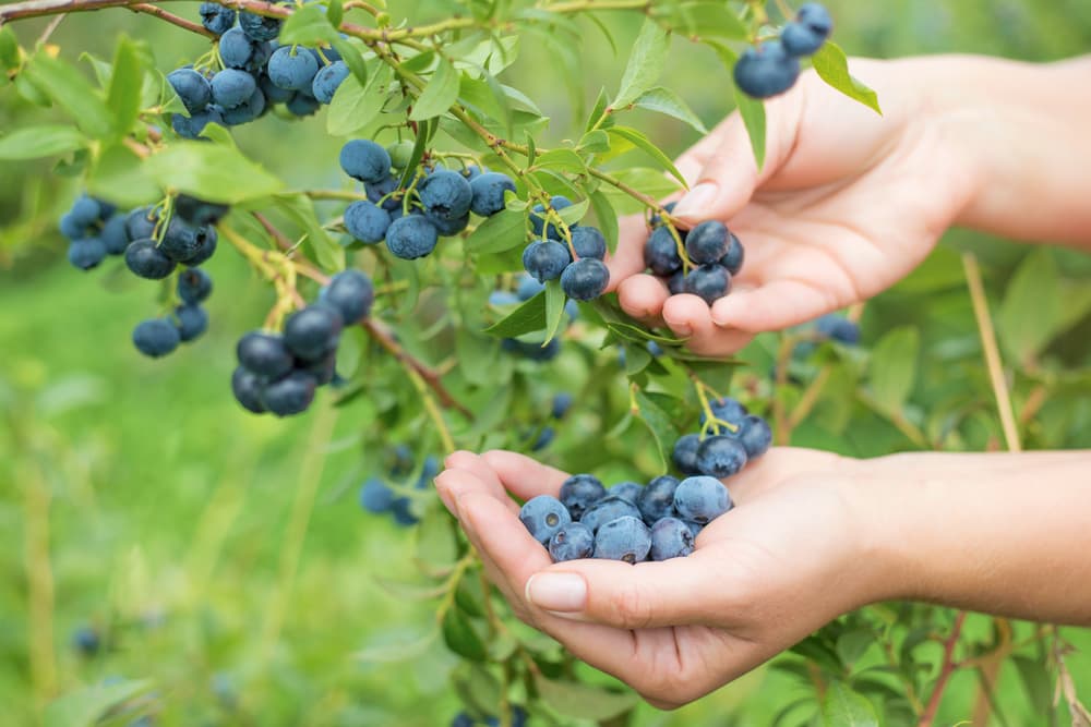 hands shown picking blueberry fruits from a large shrub