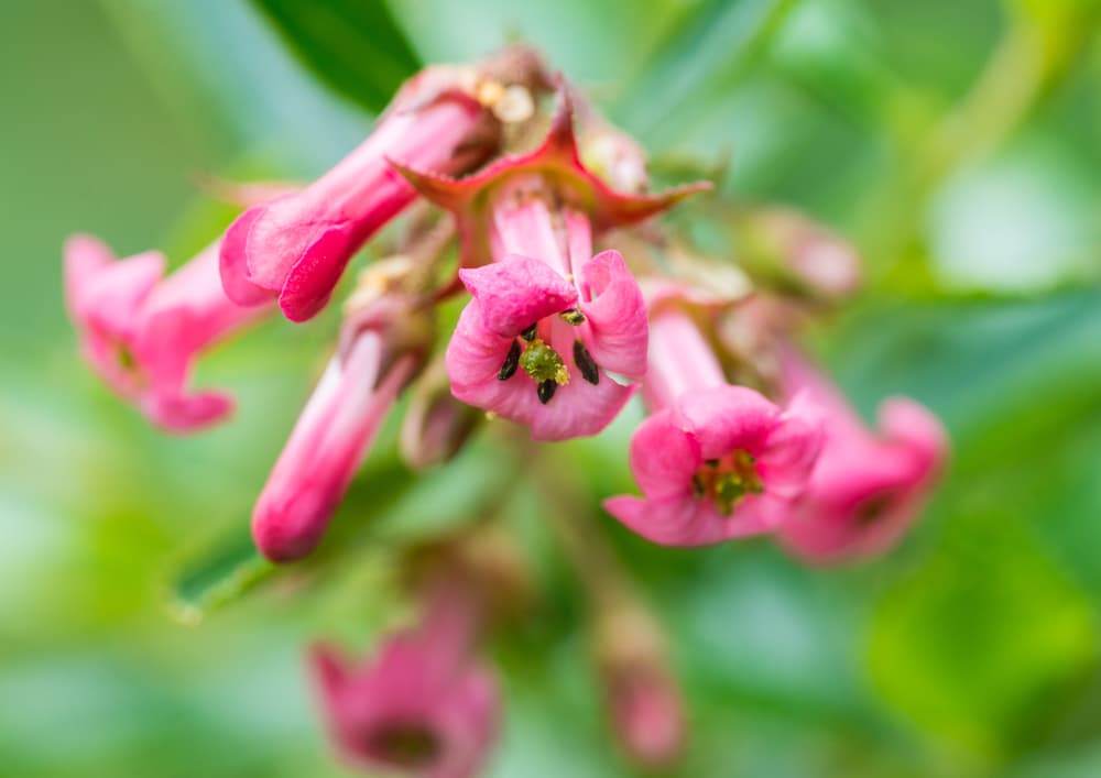 trumpet shaped blooms of escallonia in shades of pink