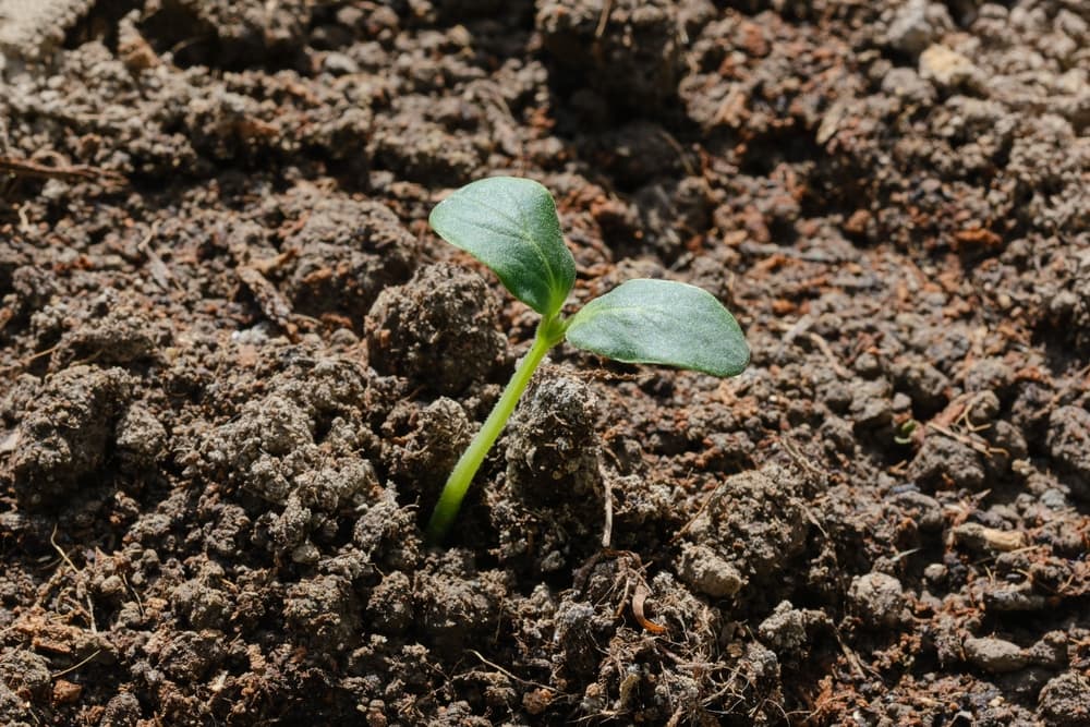 marrow seedling in soil