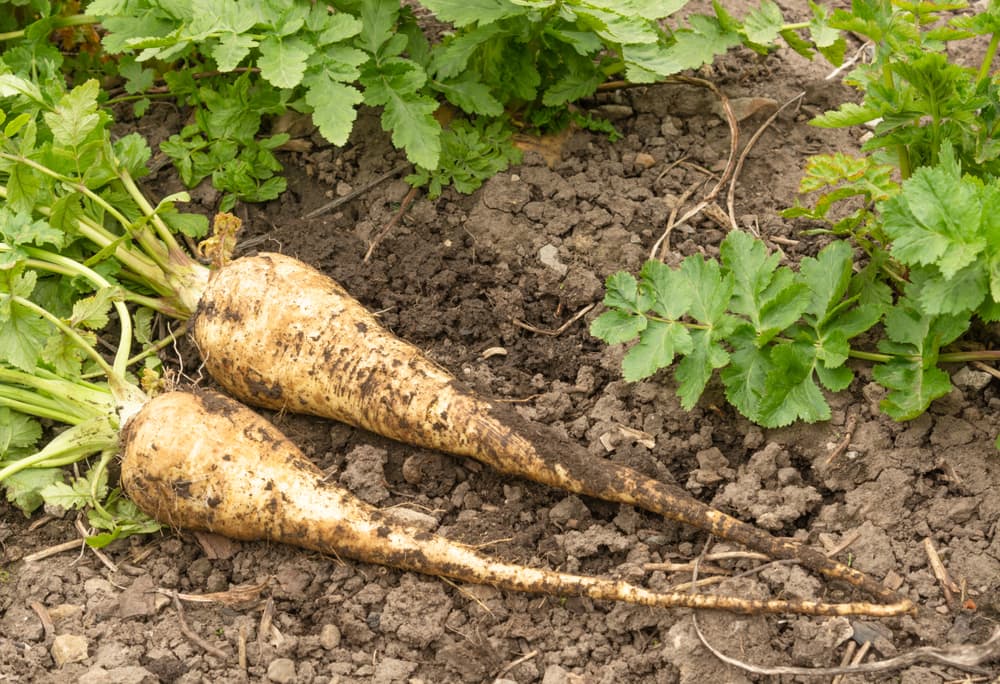 two freshly dug 'Gladiator' parsnips sat on soil