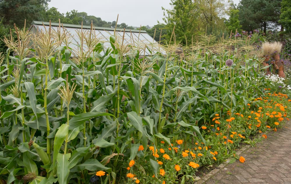 tall Zea mays surrounded by orange flowering marigolds with a greenhouse in the background