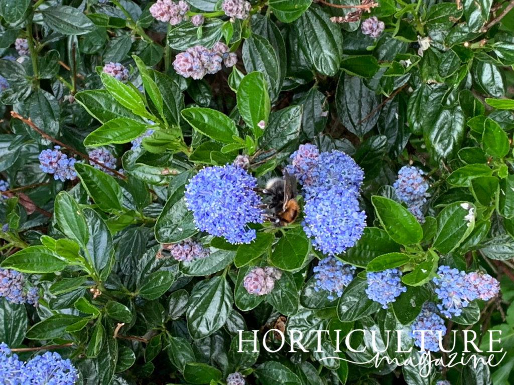 large bumblebee harvesting pollen from a blue ceanothus flower