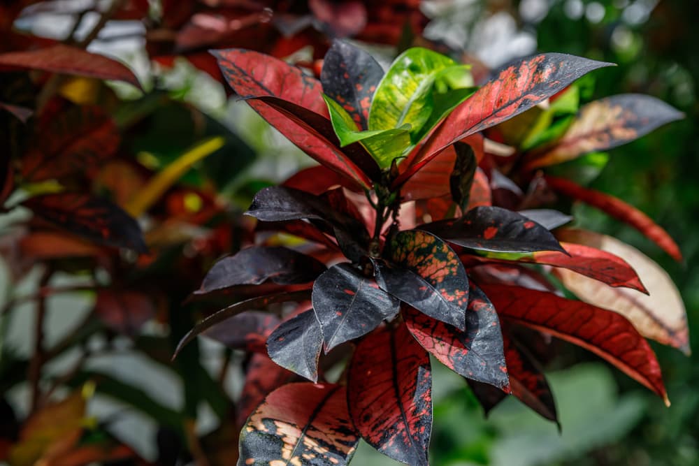 Mrs Iceton croton plant with red, black and new green foliage