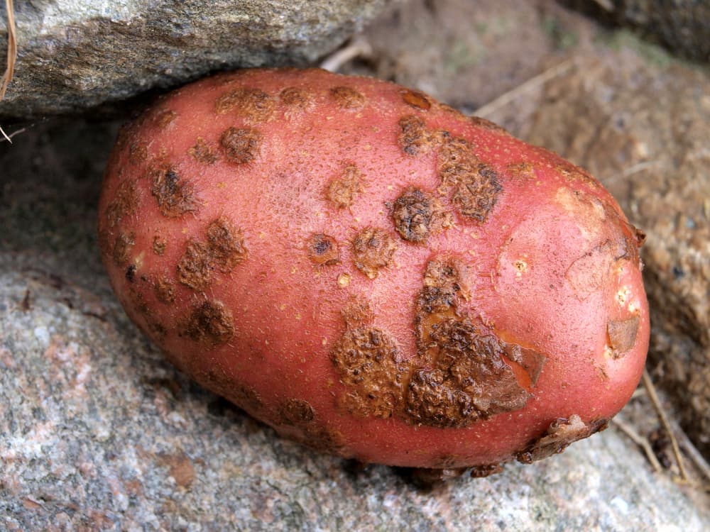 red skinned potato shown with damage caused by common scab