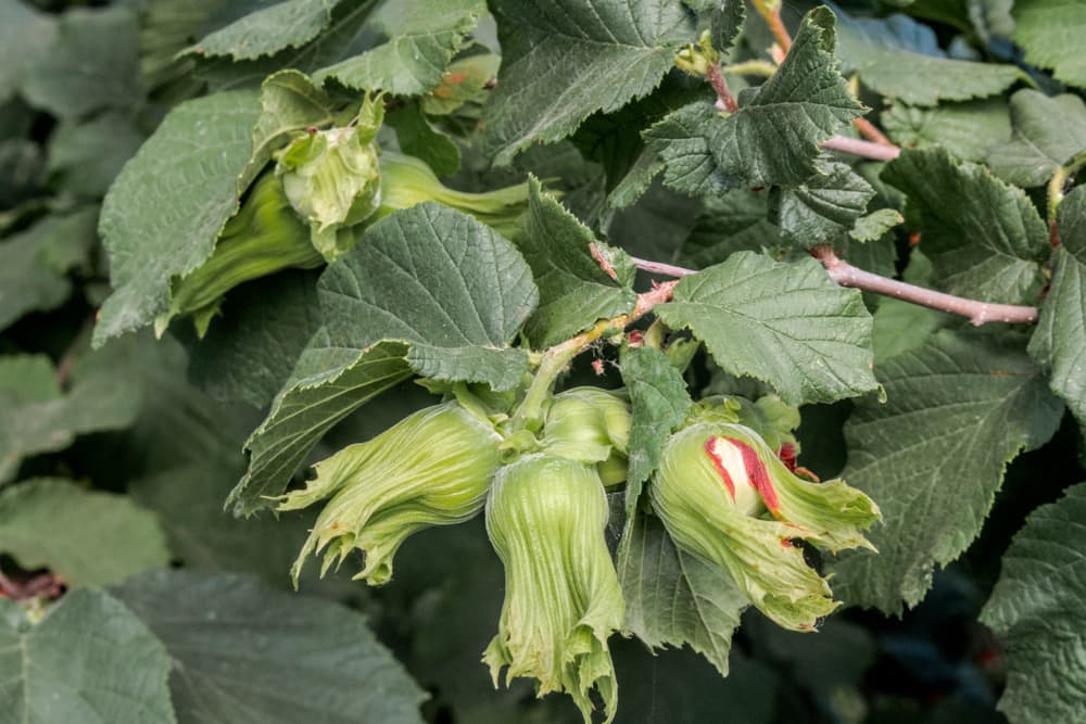 filberts on Corylus maxima tree