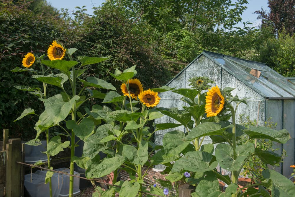 bright yellow flowers of 'Russian Giant' Helianthus annuus growing in front of a large outdoor greenhouse