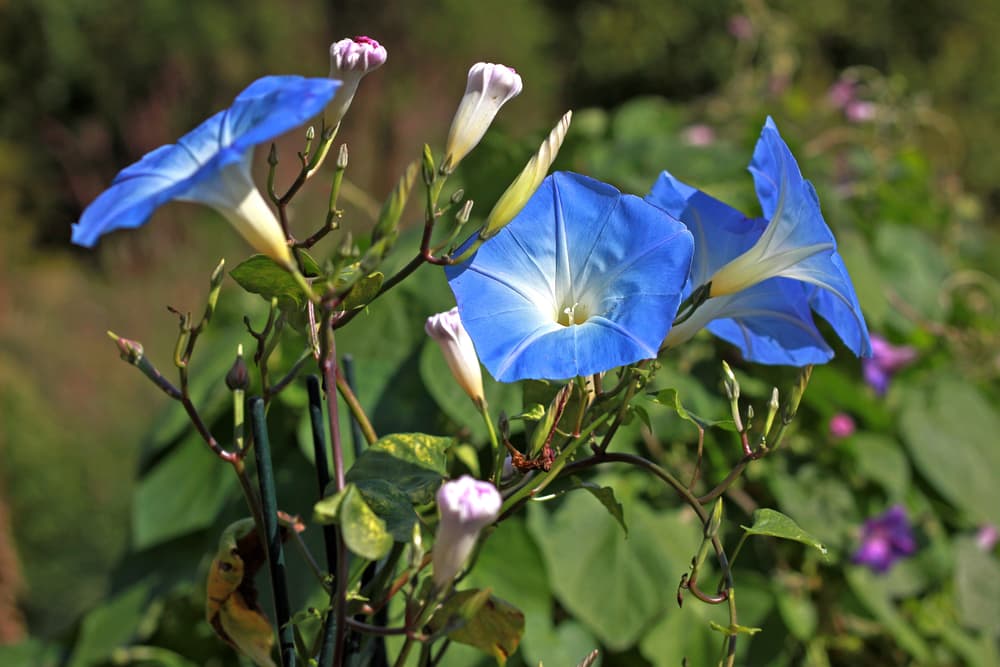Heavenly Blue variety of Ipomoea tricolor with beautiful light blue and white open flowers