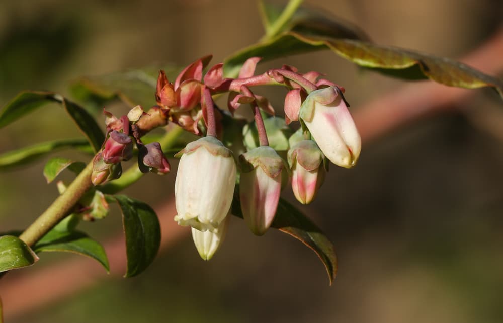 budding white cupped flowers of a blueberry plant growing with red stems