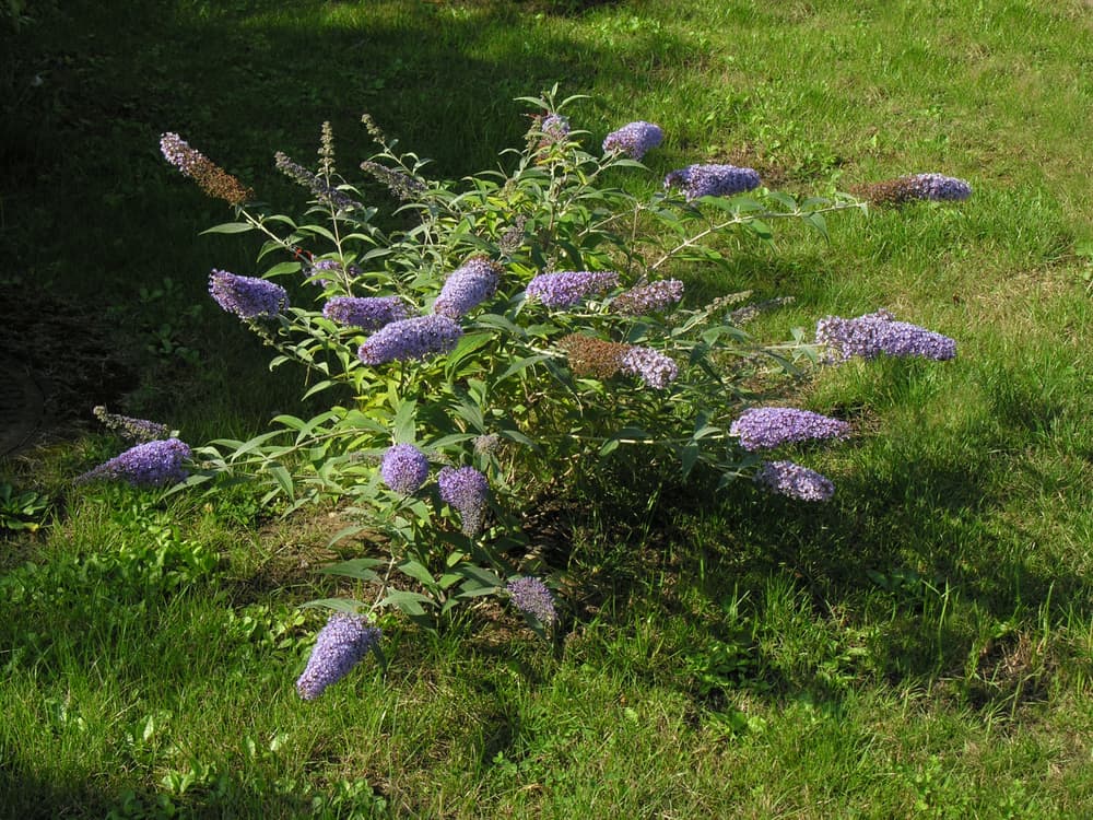 small low-growing buddleja on a grass lawn with long lilac coloured flowers