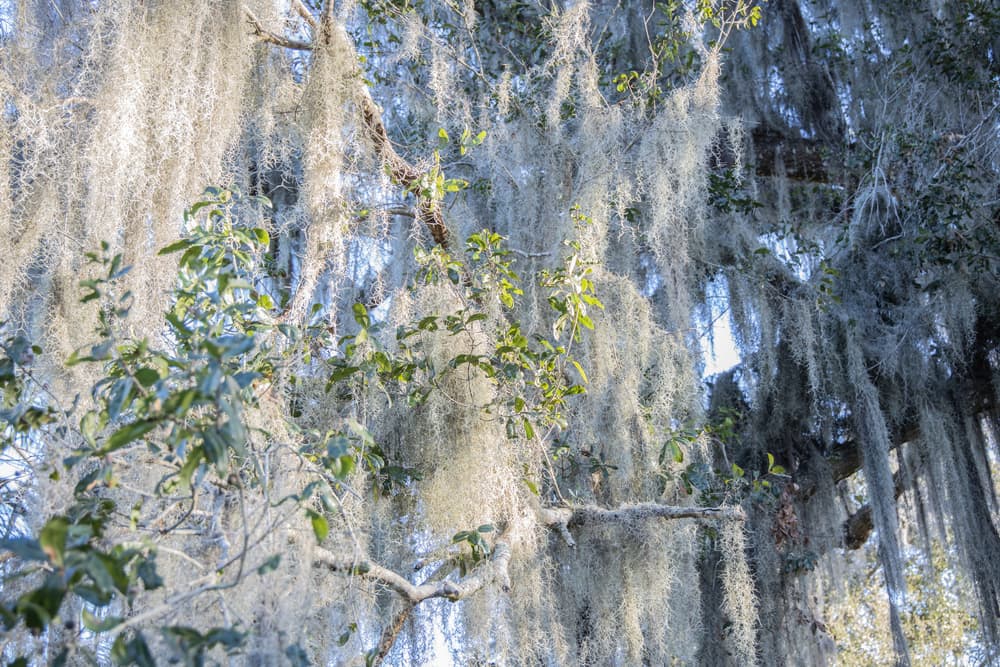 lots of Spanish moss draping a huge tree