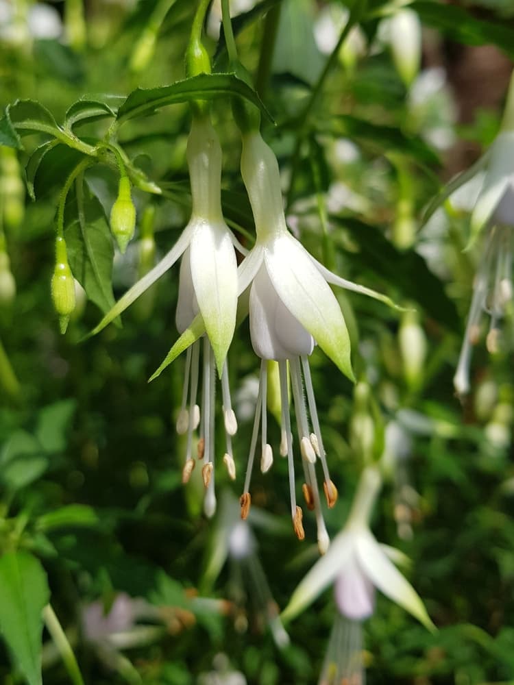 white flowers of fuchsia Hawkshead