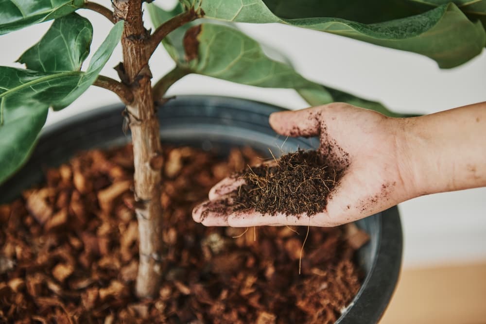 hand placing fresh compost in a large plant pot with a fiddle leaf fig plant