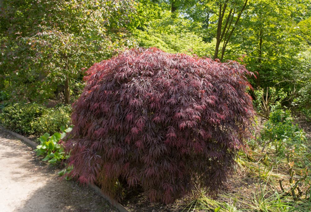 acer palmatum with burgundy coloured leaves growing in sunlight