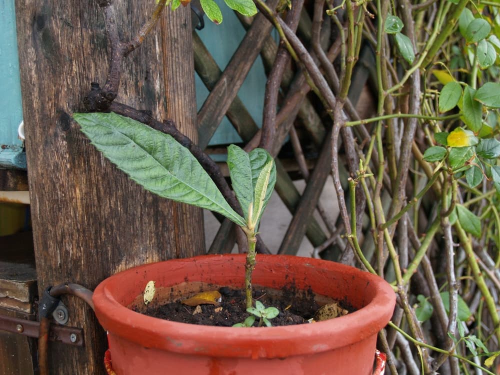 medlar sapling growing in a terracotta pot outdoors