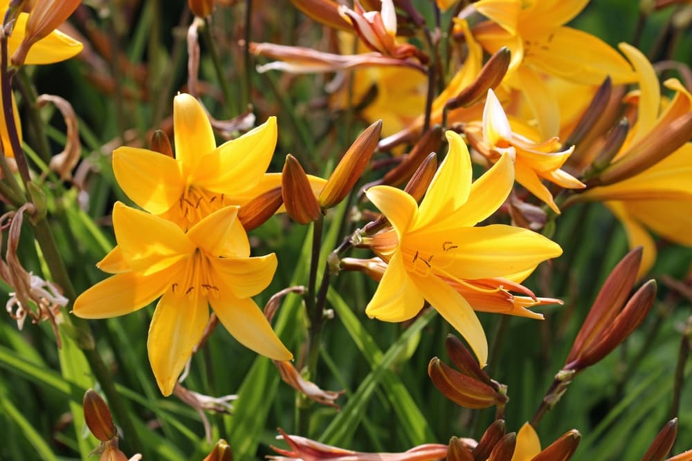 orange daylilies in bloom with buds ready to flower