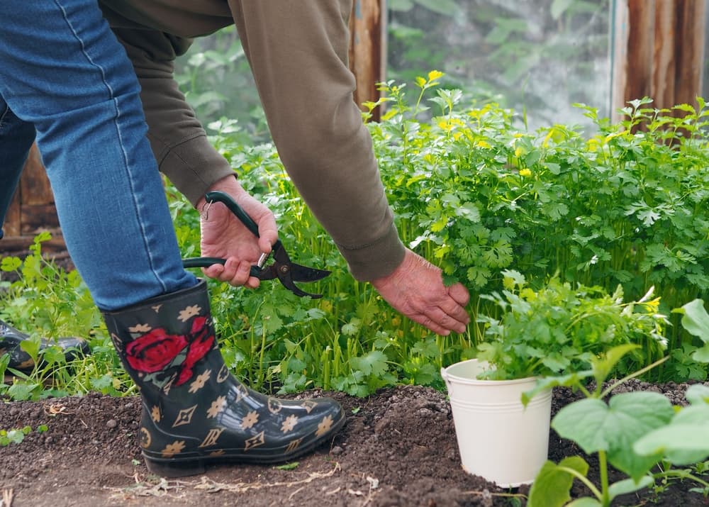 gardener shown harvesting stems of coriander from an outdoor greenhouse