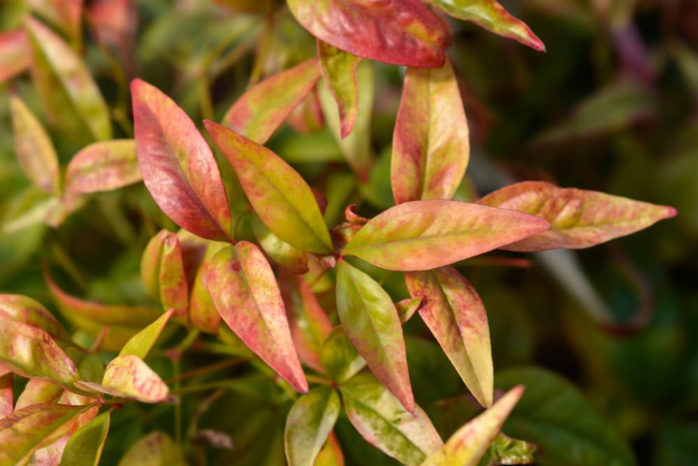 red and green leaves of Nandina domestica 'Fire Power'