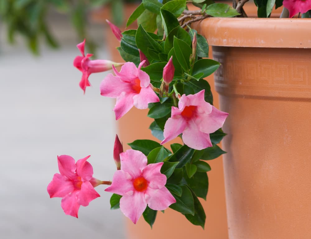 Mandevilla sanderi with large pink flowers spilling out the edge of a terracotta coloured pot