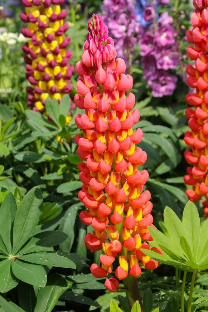 stunning red and yellow flowers of lupinus 'Towering Inferno'