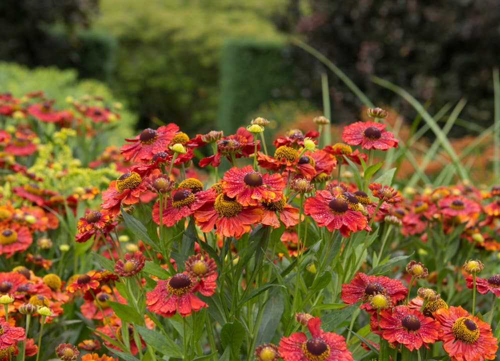 Helenium ‘Chelsey’ with beautiful red and orange flowerheads in a large open garden
