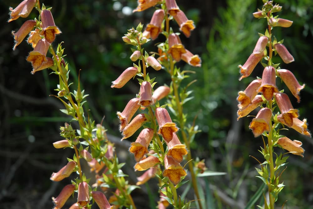 sunset foxgloves with orange and yellow coloured, thimble-shaped flowers on tall stems