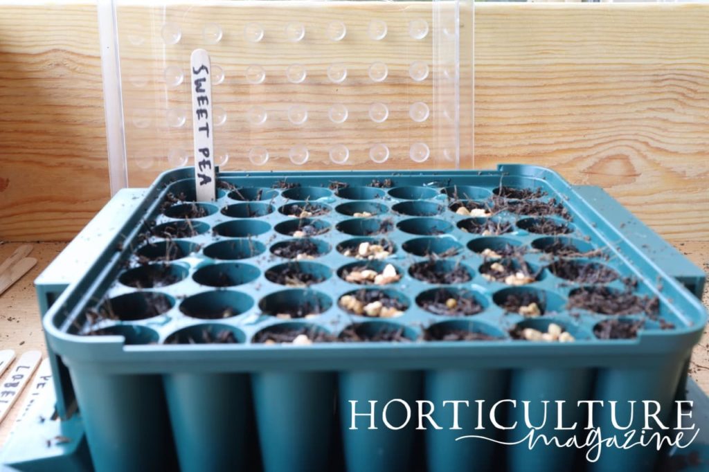 a seed sowing tray with label reading 'sweet pea'