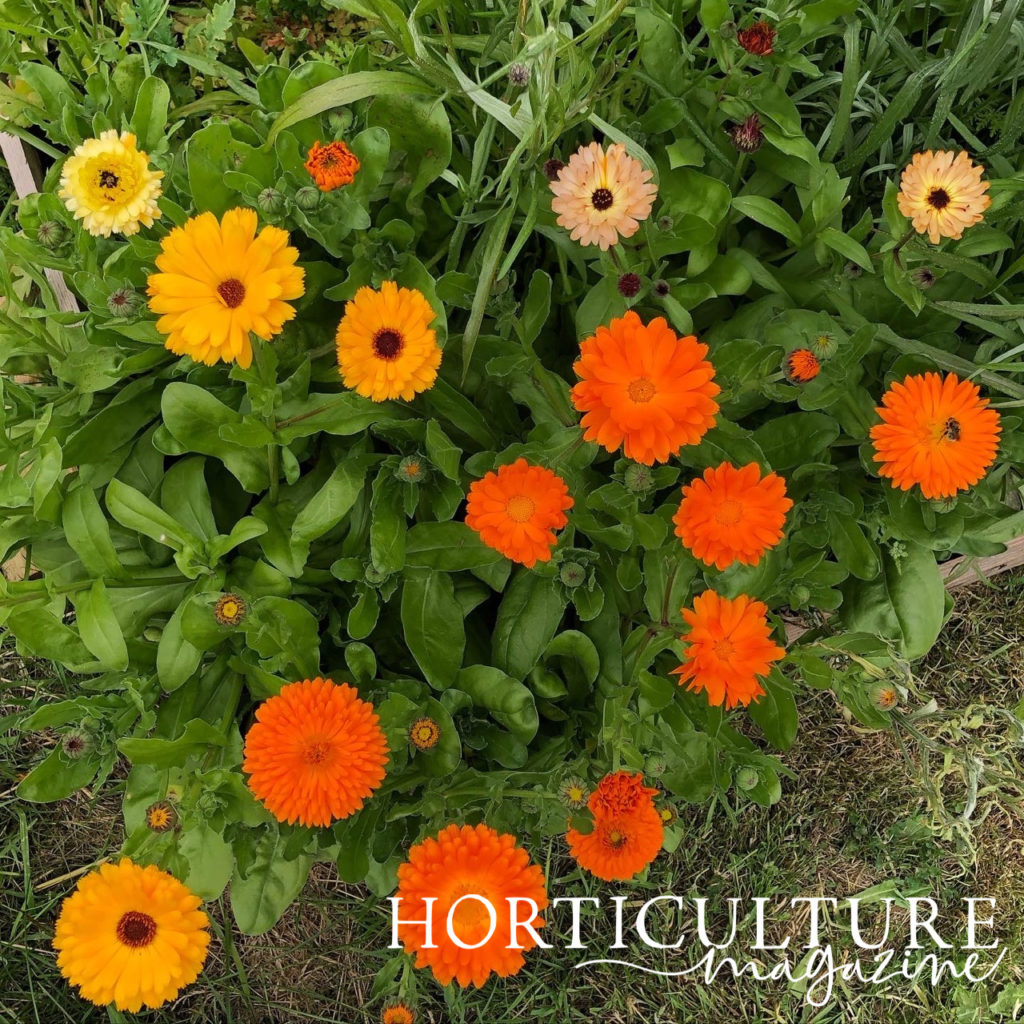 a raised garden bed with orange and yellow flowering calendulas growing outside