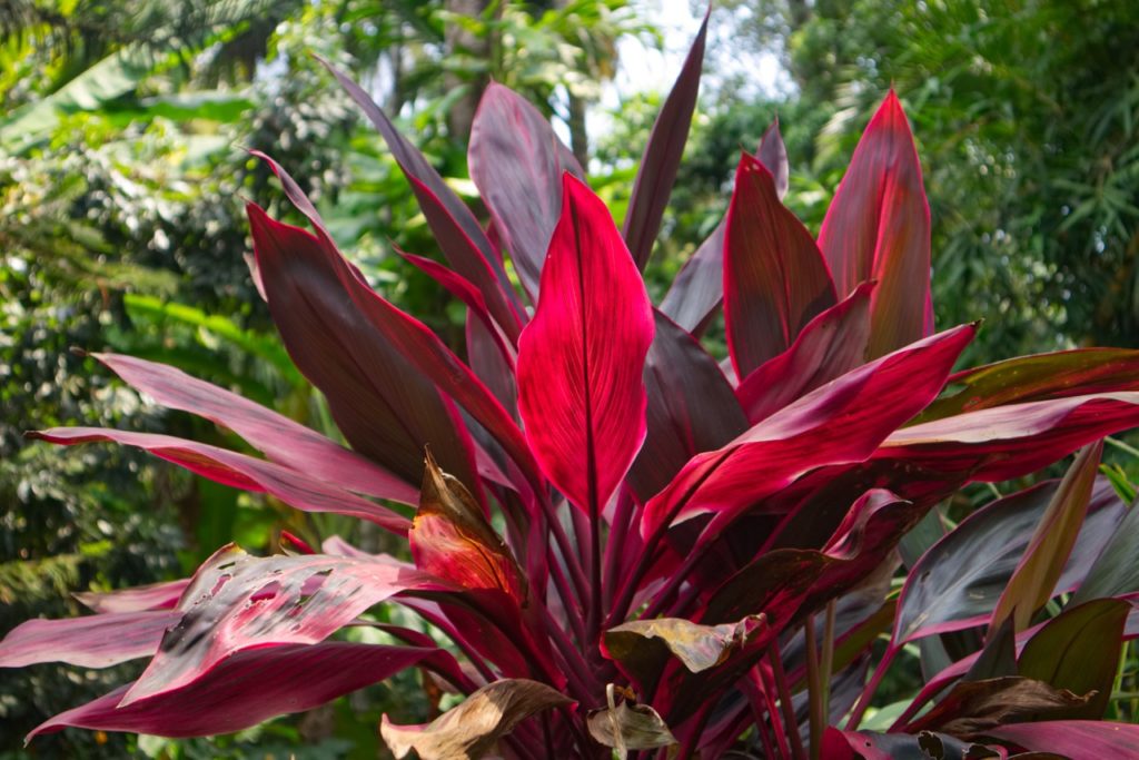 purple and red leaved cordyline plant with some leaves that have started to die and turn brown