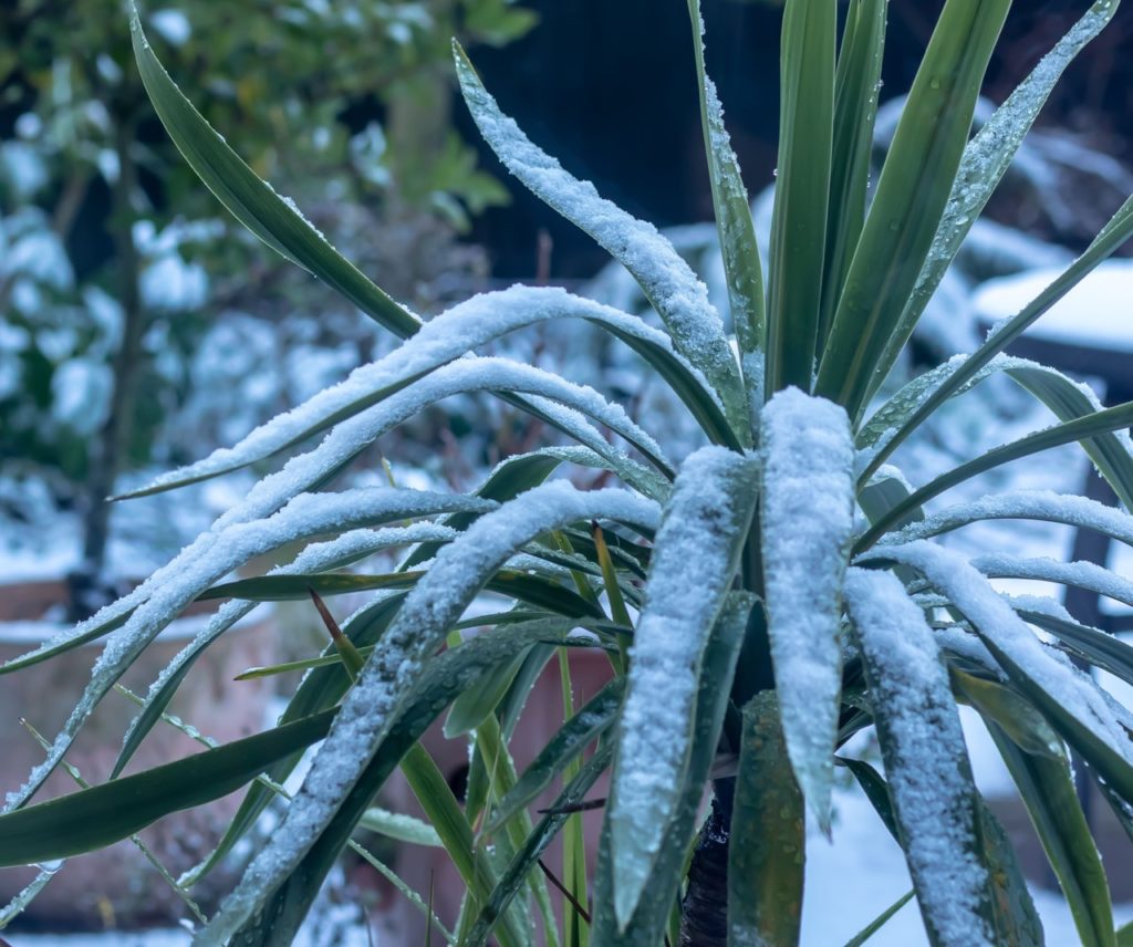 cordyline shrub with long green leaves covered in a dusting of snow