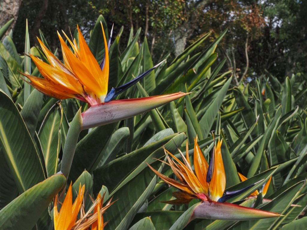 bird of paradise flowers with orange and blue petals that resemble that of an exotic bird