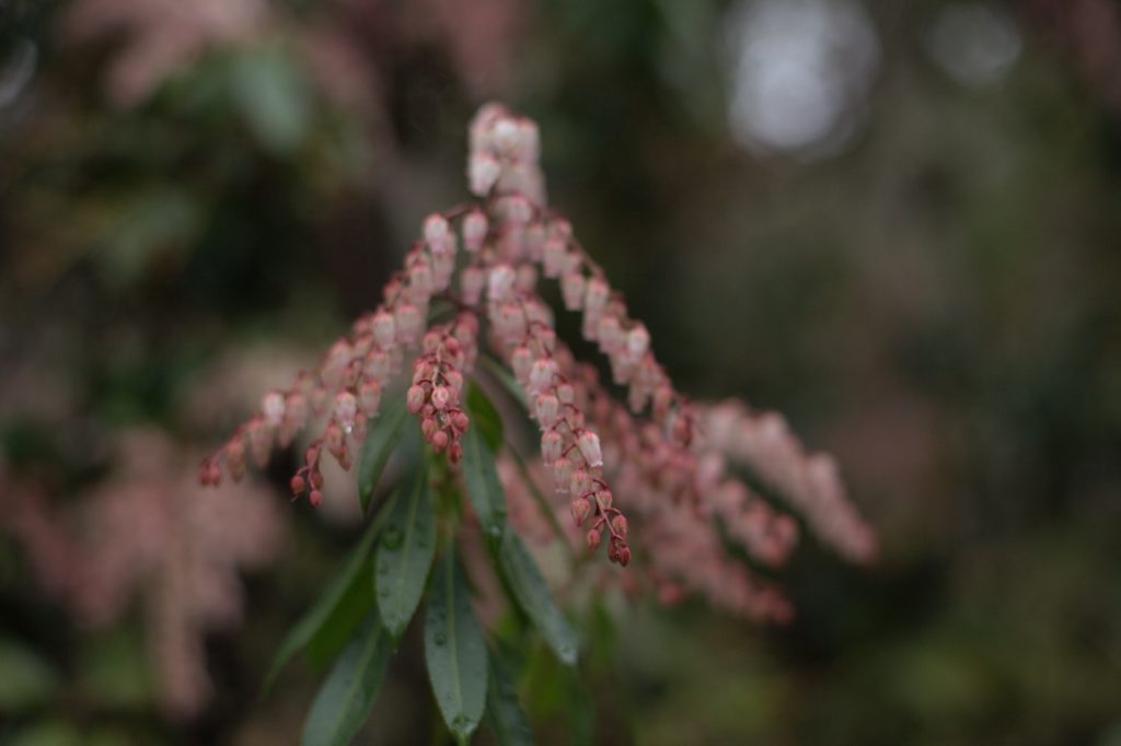 pale pink flowers growing on pink stems from a pieris 'blush' shrub