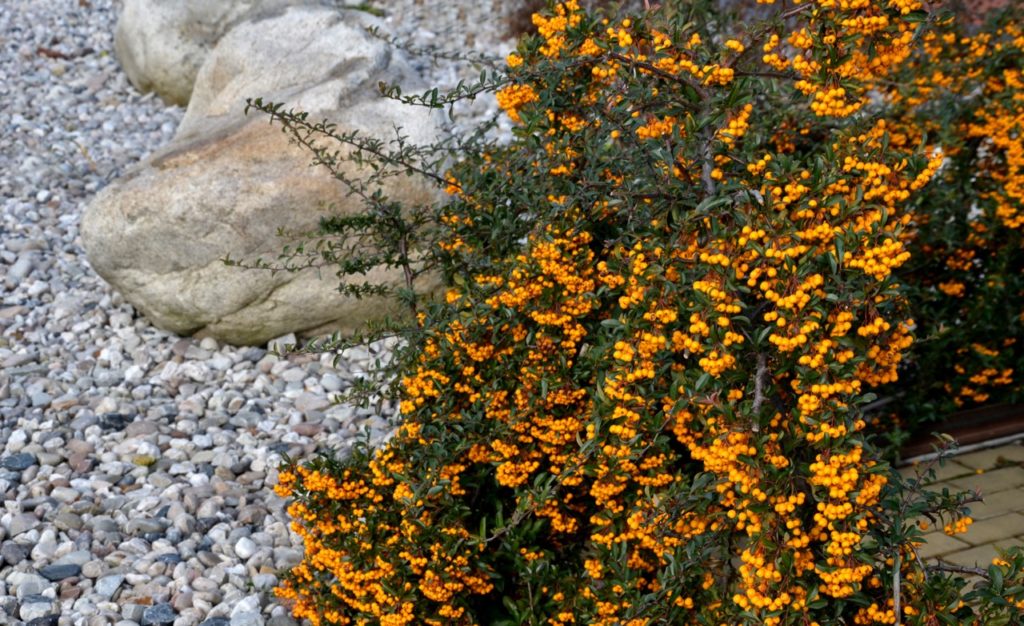 orange berries growing from a pyracantha shrub with dark green foliage growing next to a pebbled area