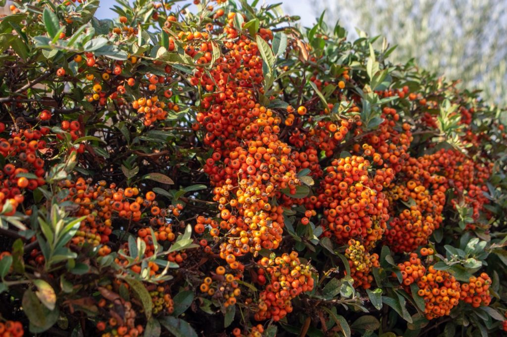 pyracantha shrub with bright orange berries growing in clusters outside