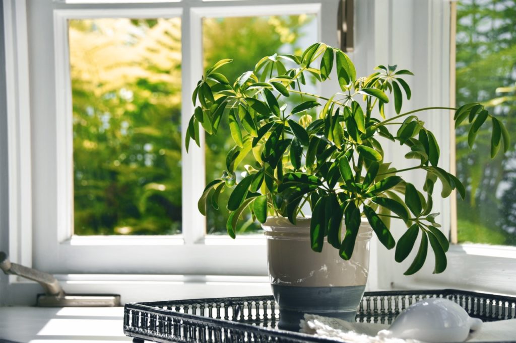 potted Schefflera arboricola houseplant with green leaves growing in a tray in front of a windowsill