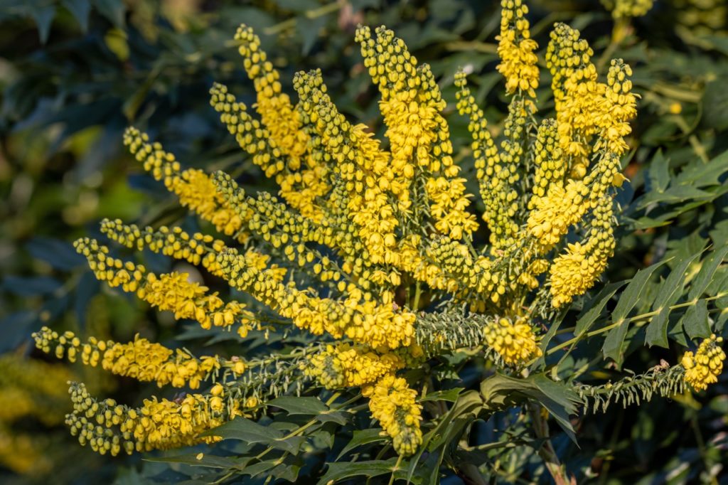 yellow flowers from a mahonia shrub with spiky green leaves growing outdoors