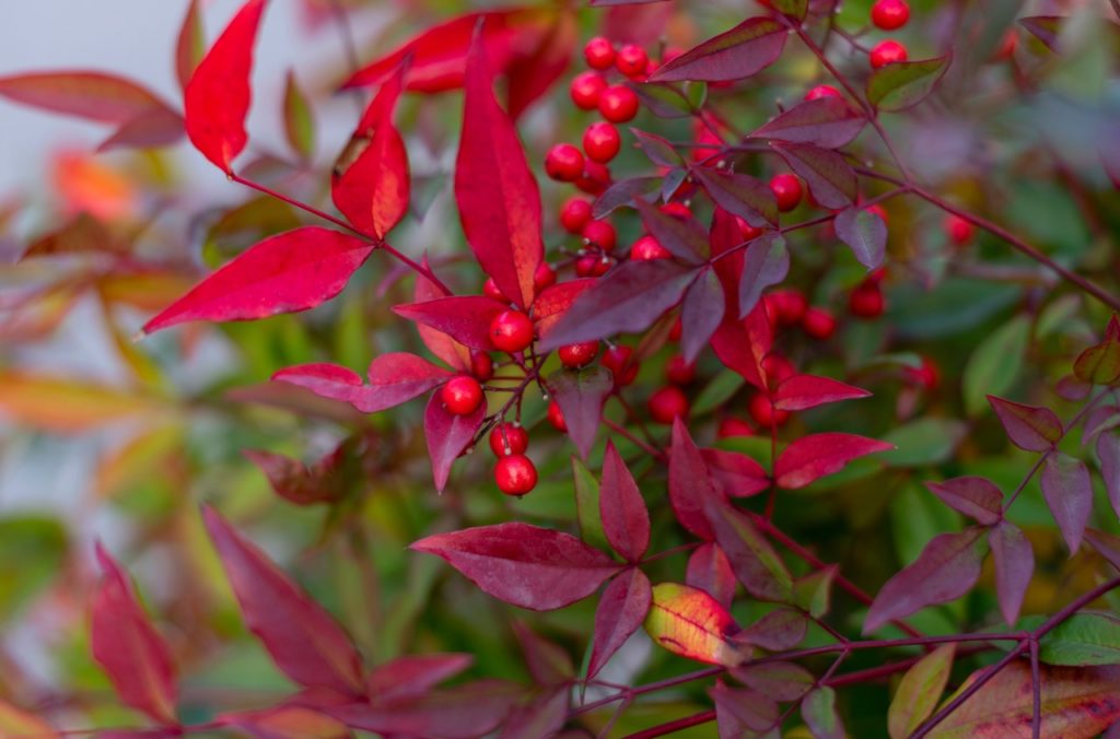 red leaves from a Nandina domestica plant bearing round red fruits growing outdoors