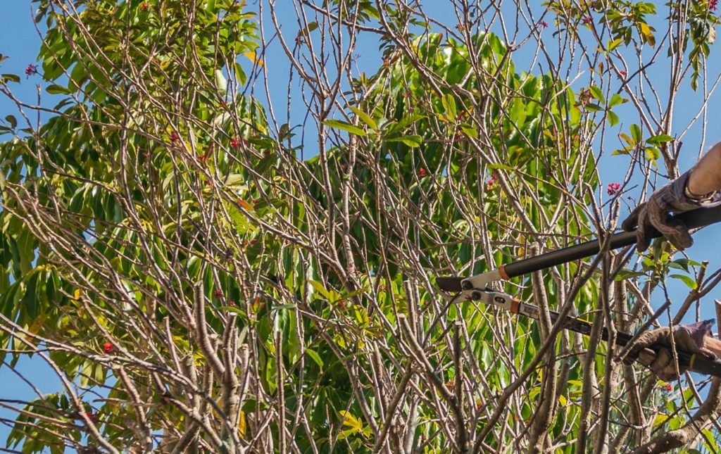 pruning shears being used to cut the branches from a bare oleander tree with a blue sky in the background