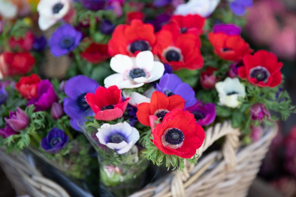 red, blue, white and purple flowering anemones growing in a basket