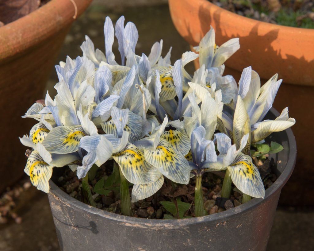 blue, white and yellow flowering irises growing in a container mulched with stones