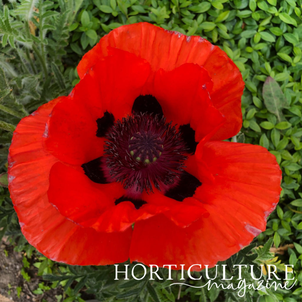 close-up of a red flowering poppy with black spots around the centre