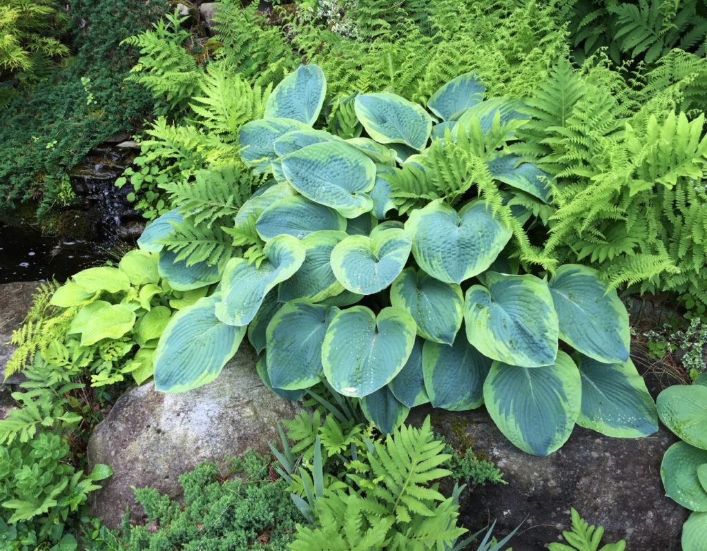 hostas plant with variegated green leaves growing amongst green ferns with rocks around them and a pond in the background