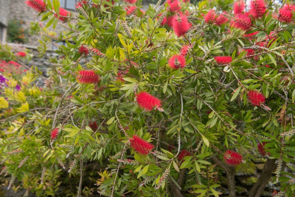 red flowering Callistemon 'splendens' shrub with light green leaves growing in front of a house