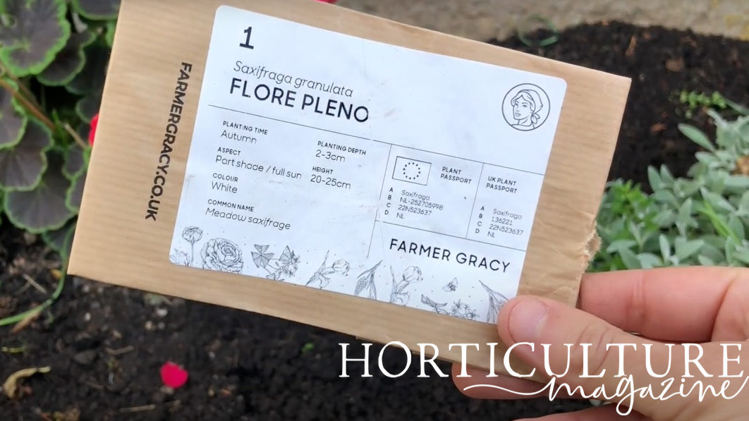 gardener holding a brown envelope with Saxifraga granulata 'Flore Pleno' bulbs inside