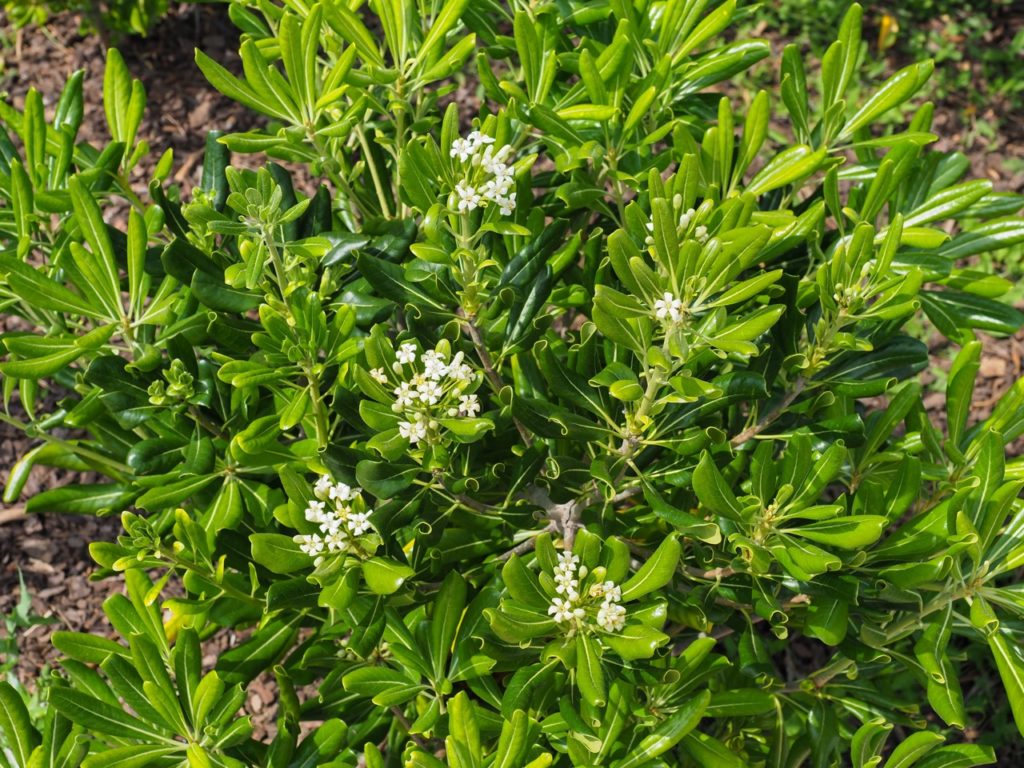 small cheesewood plant with waxy green leaves and white flowers growing outside from mulched ground