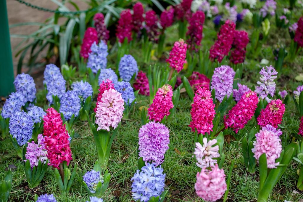 pink, blue and purple flowering hyacinths growing in a garden border outdoors