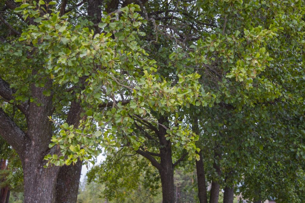 Alnus glutinosa trees with bushy green leaves growing in a woodland area