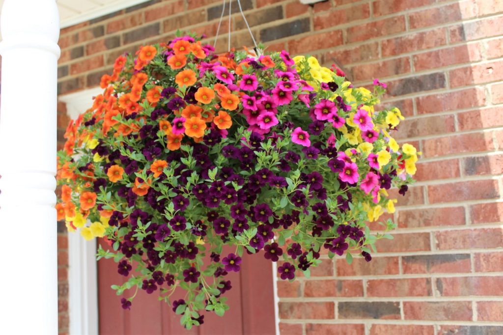 pink, purple, orange and yellow flowers growing in a hanging basket